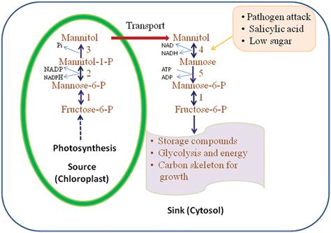 Mannitol: Uses, Interactions, Mechanism of Action .